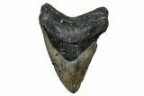Fossil Megalodon Tooth - North Carolina #340882-1